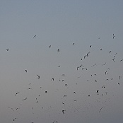 12 million Mexican free-tailed Bats flying out in the evening at Frio Cave, Concan